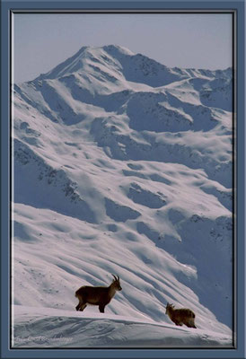 A0113.Steinböcke,Klosters,CH