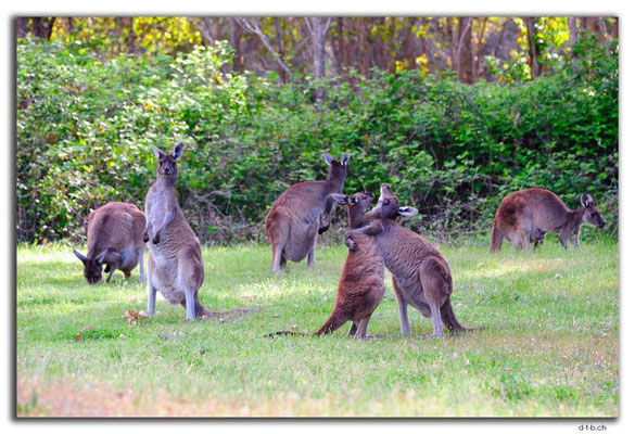 AU0770.Quinninup.Kangaroos