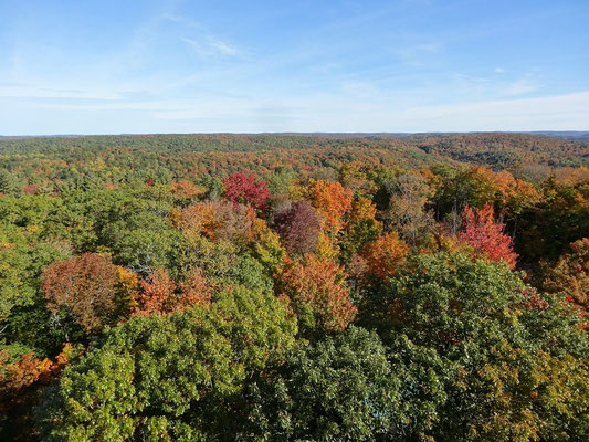 Ontarios weite Wälder werfen sich für die herbstlichen Fall Colors in Farbe.