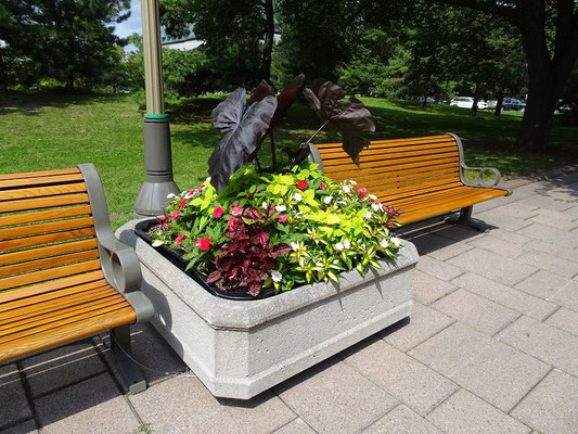 Urlaub in Ottawa: Grün und Blumen allerorten, hier in der Wellington Street.