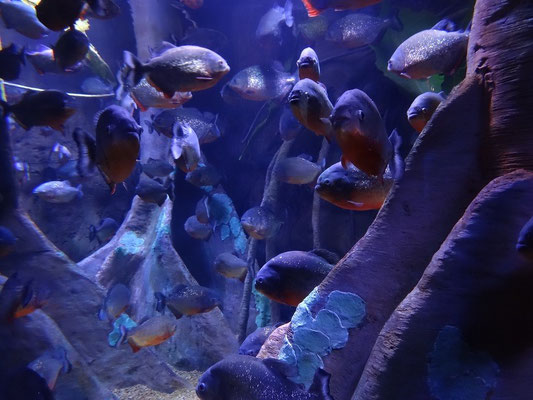 Piranhas im Ripley's Aquarium of Canada