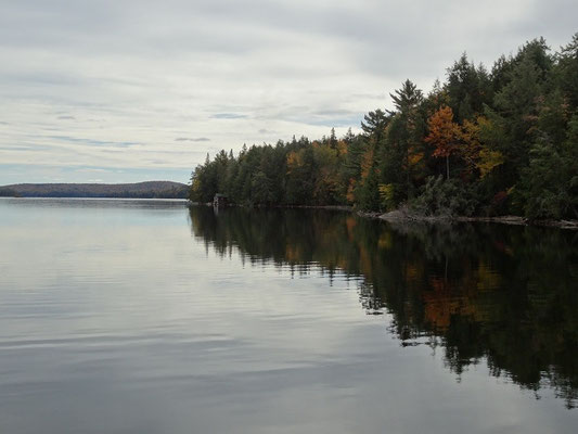 Typisches Ontario-Bild mit Wasser und Bäumen aus dem Algonquin Provincial Park.