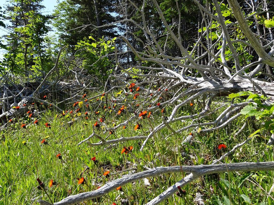 Seitenblick beim Wandern im Cape Breton Highlands National Park.