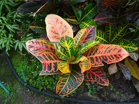 Eindrücke aus dem Allan Gardens Conservatory in Toronto.