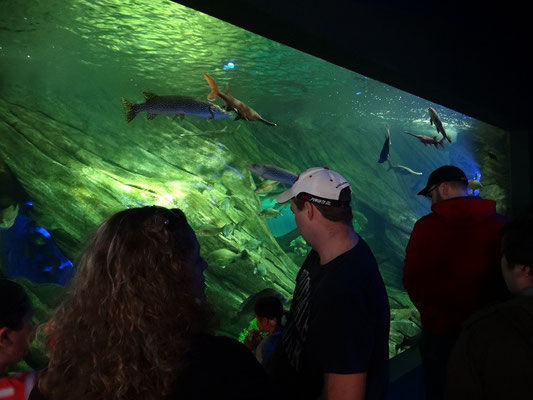 Ripley's Aquarium of Canada: Mit einheimischen Fischarten beginnt der Rundgang.