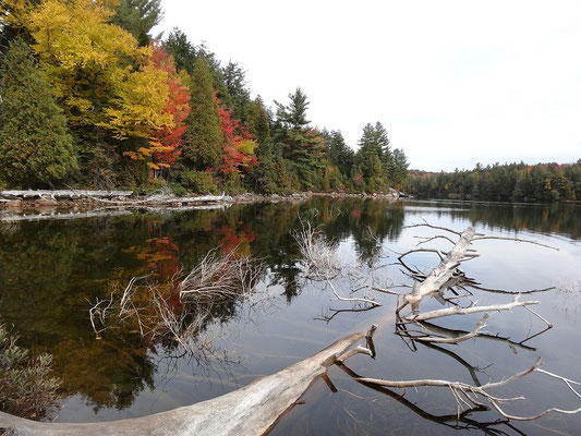 Uferszene aus dem Algonquin Provincial Park während der Fall Colors.