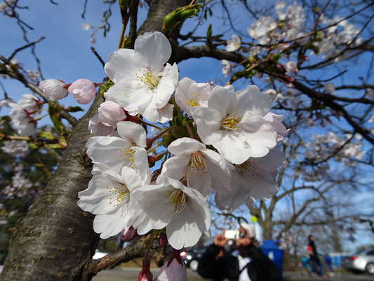 Kirschblüte in Torontos High Park.