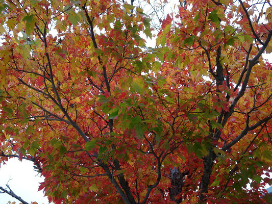 Urlaub in New Brunswick: Herbstliche Farben.