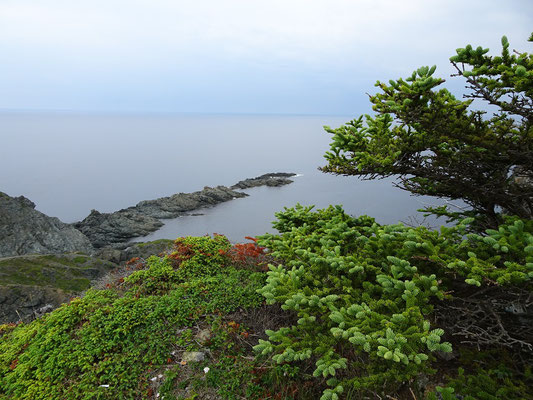 Urlaub in Neufundland: Sommer an der Steilküste nahe Twillingate.