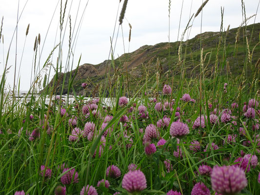 Urlaub in Neufundland: Sommer in Twillingate.