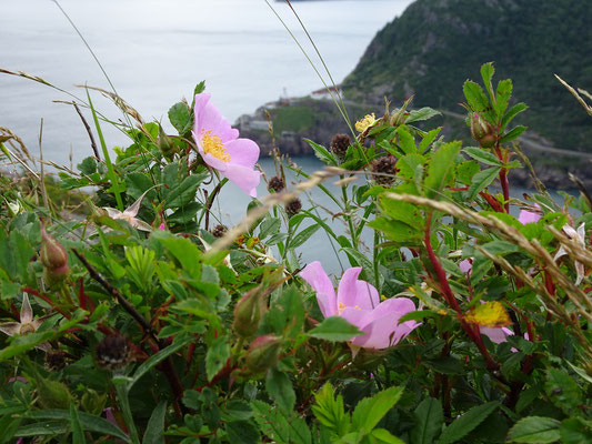 Urlaub in Neufundland: Schnappschuss am Signal Hill in  St. John's.