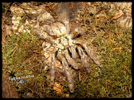 0.1 Stromatopelma calceatum