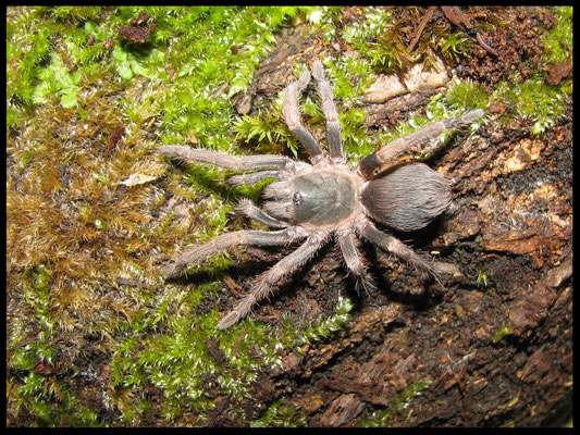 0.1 Theraphosinae sp. cuña, juvenil