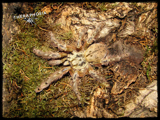 0.1 Stromatopelma calceatum