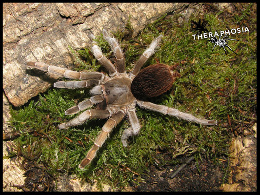 0.1 Aphonopelma belindae