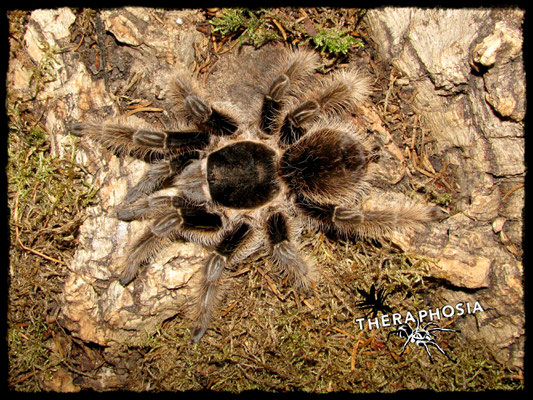 0.1 Brachypelma albopilosum