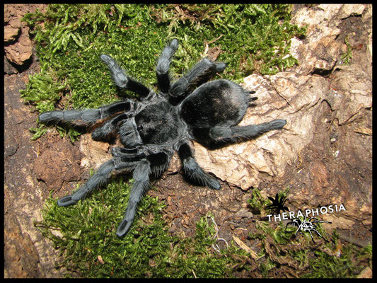 Grammostola pulchra