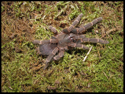 Selenocosmia kovariki,  juvenil