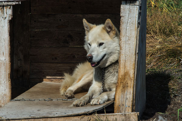 Schlittenhund, Grönland