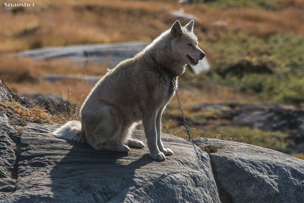 Schlittenhund, Grönland