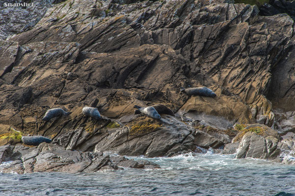 Seehunde, Shetlandinseln, Schottland