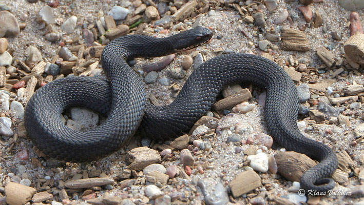 schwarze Variante ("Höllenotter")