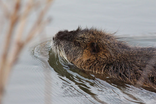 Nutria Naturlehrpfad Meinersen, © F. Preusse