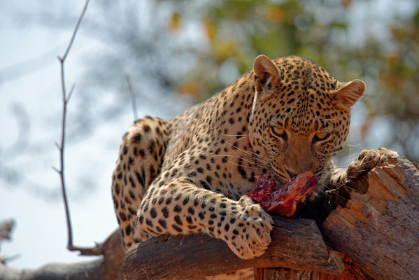 2014: Leopard beim Mittagsmahl