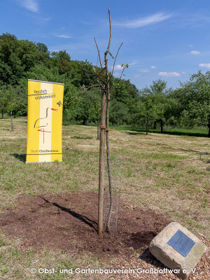 Die Knaus Birne nach dem Pflanzschnitt