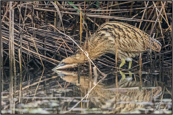 Rohrdommel - Nahrung: Wasserinsekten, Fische, Frösche