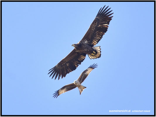 Seeadler wird von Rotmilan begleitet. Unterschied in der Flügelspannweite der beiden beträgt ca. 1Meter
