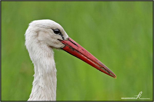 Weißstorch