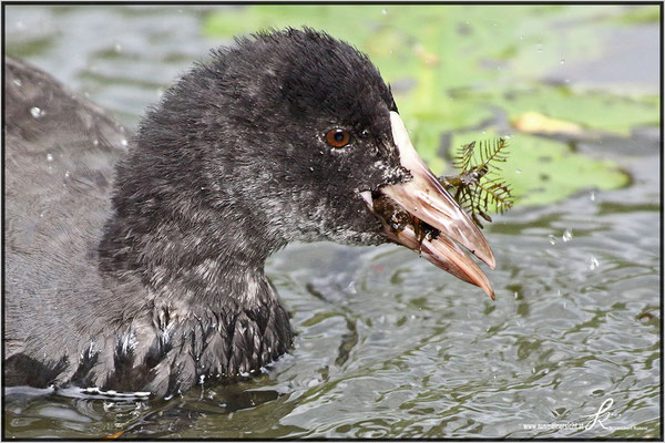 Blässhuhn Jungvogel