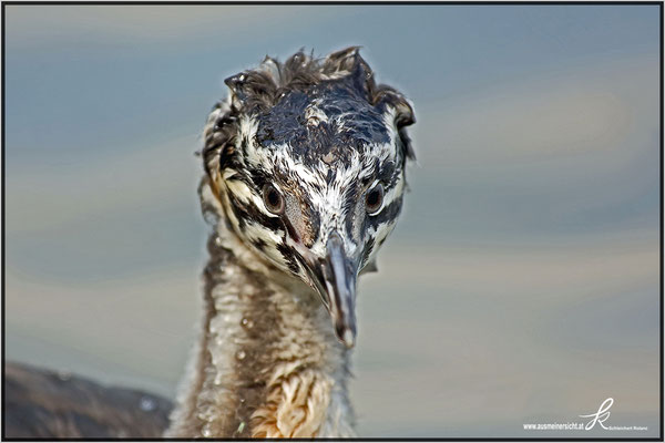 Haubentaucher Jungvogel