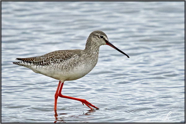 Dunkler Wasserläufer