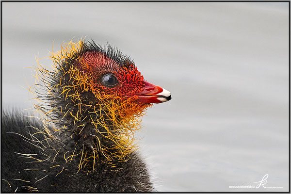 Blässhuhn Jungvogel