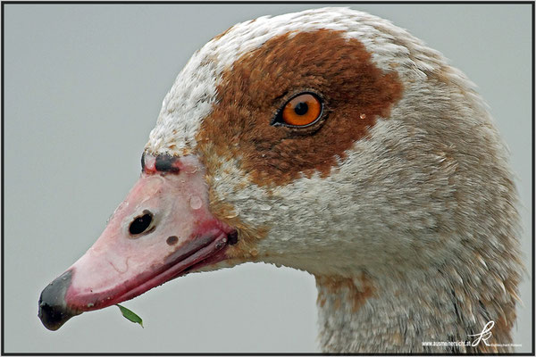 Nilgans