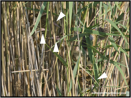 Jungvögel im Nest