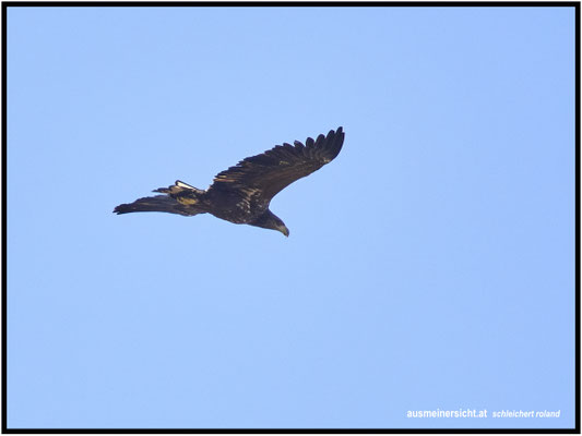Junger Seeadler 