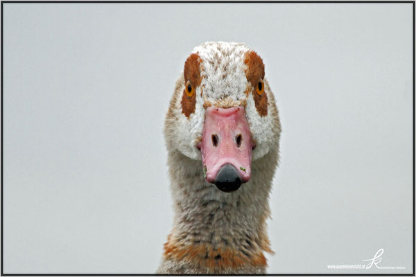 Nilgans