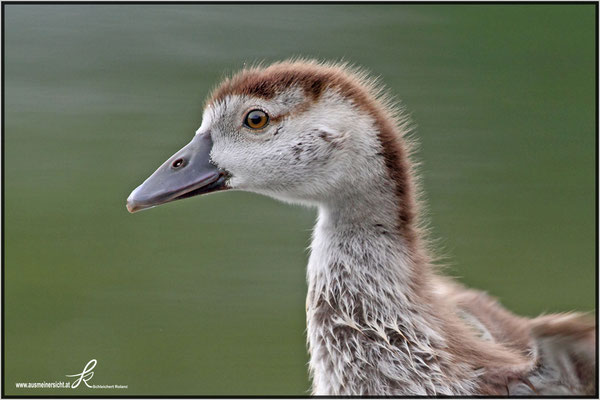 Nilgans Jungvogel