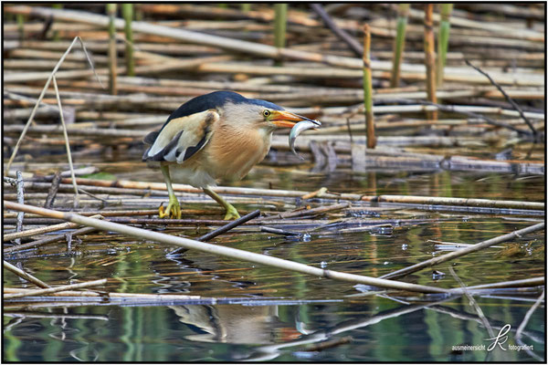 Zwergdommel - Nahrung: Fische, Insekten, Amphibien, Schnecken
