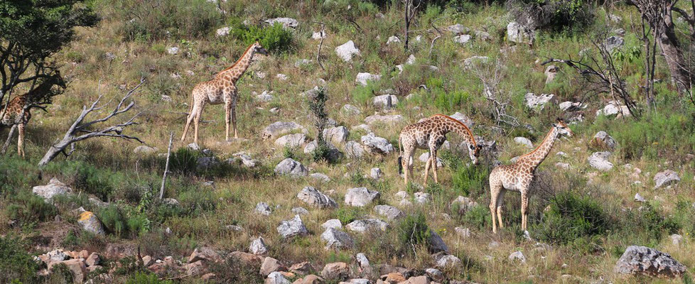 Girafes (Lake Eland Game Reserve)