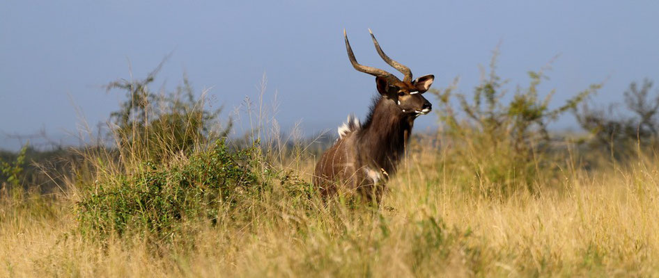 Nyala