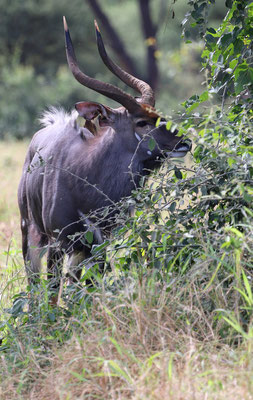 Nyala