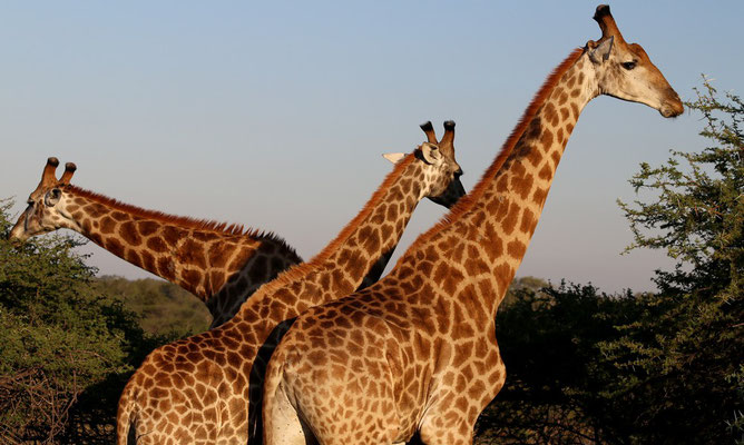 Girafes