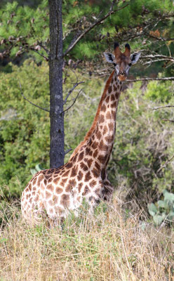 Girafe (Lake Eland Game Reserve)