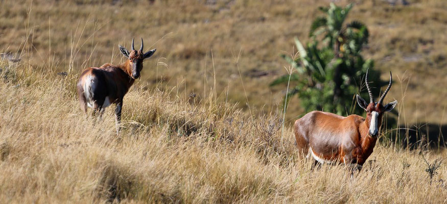 Blesbocks (Lake Eland Game Reserve)