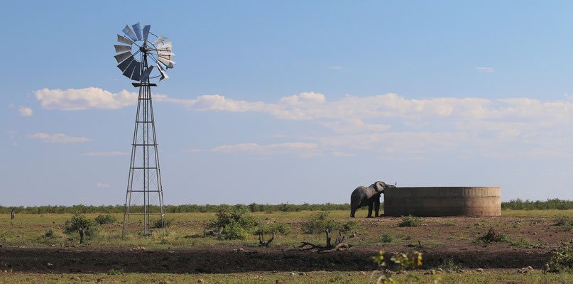 Éléphant