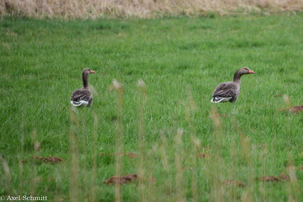 23.03.2025 In der Wiese zeigt sich die Graugans. Zur Brutzeit sind sie paarweise unterwegs.